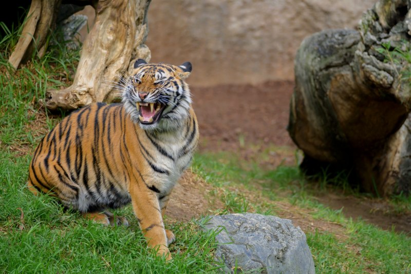 Panthera Tigris amoyensis