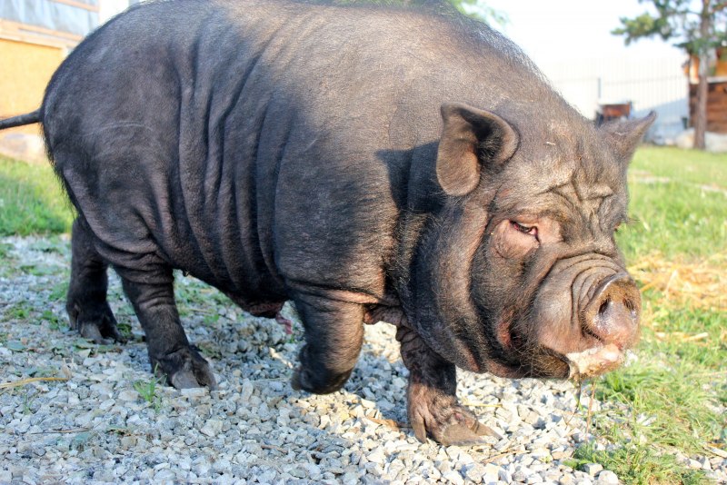 Вислобрюхая свинья (62 фото)