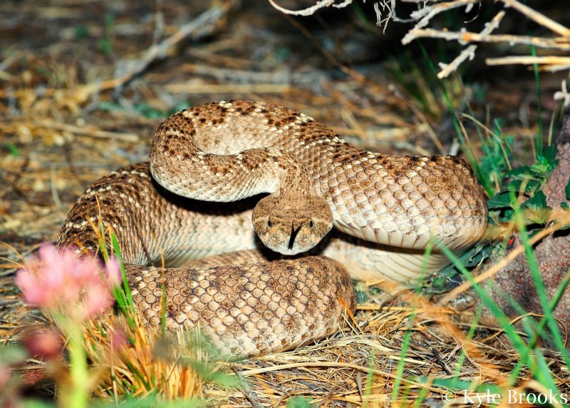 Гремучая змея Crotalus Catalinensis