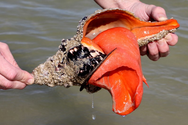 Engina mendicaria