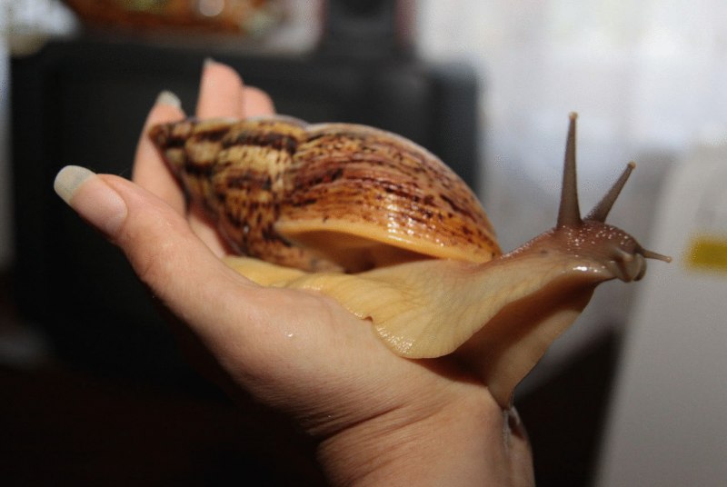Charonia tritonis