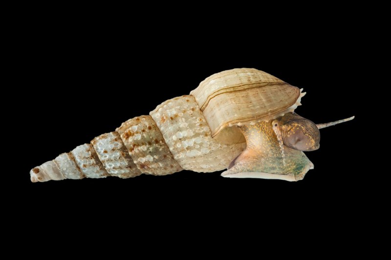 Limacina helicina