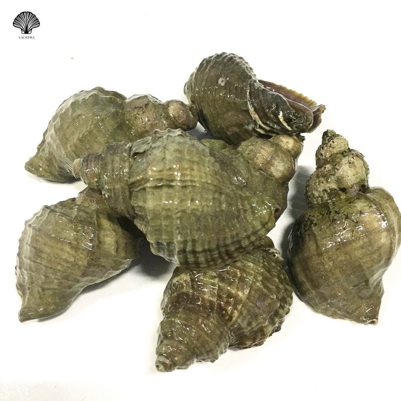 Самая большая улитка