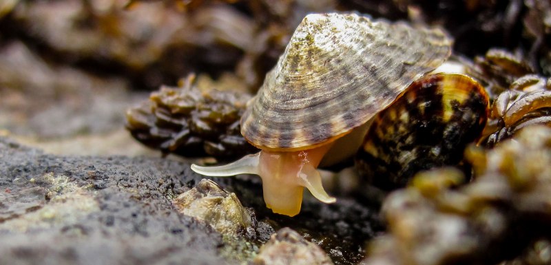 Theba Pisana