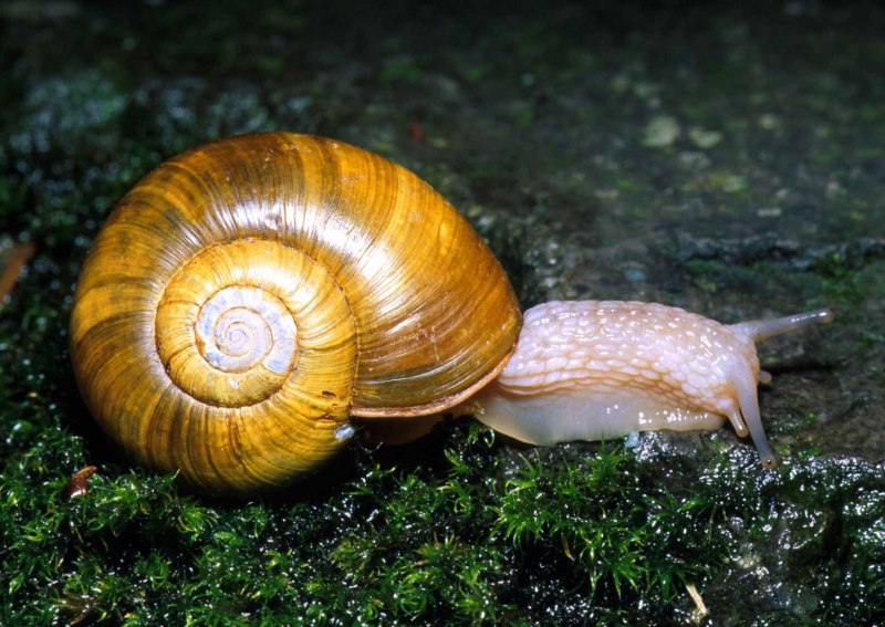 Улитка длинноносая melanoides torulosa