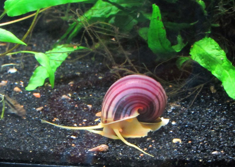 Морские брюхоногие моллюски