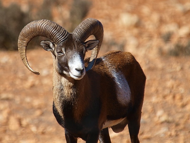 Муфлон (Ovis musimon).