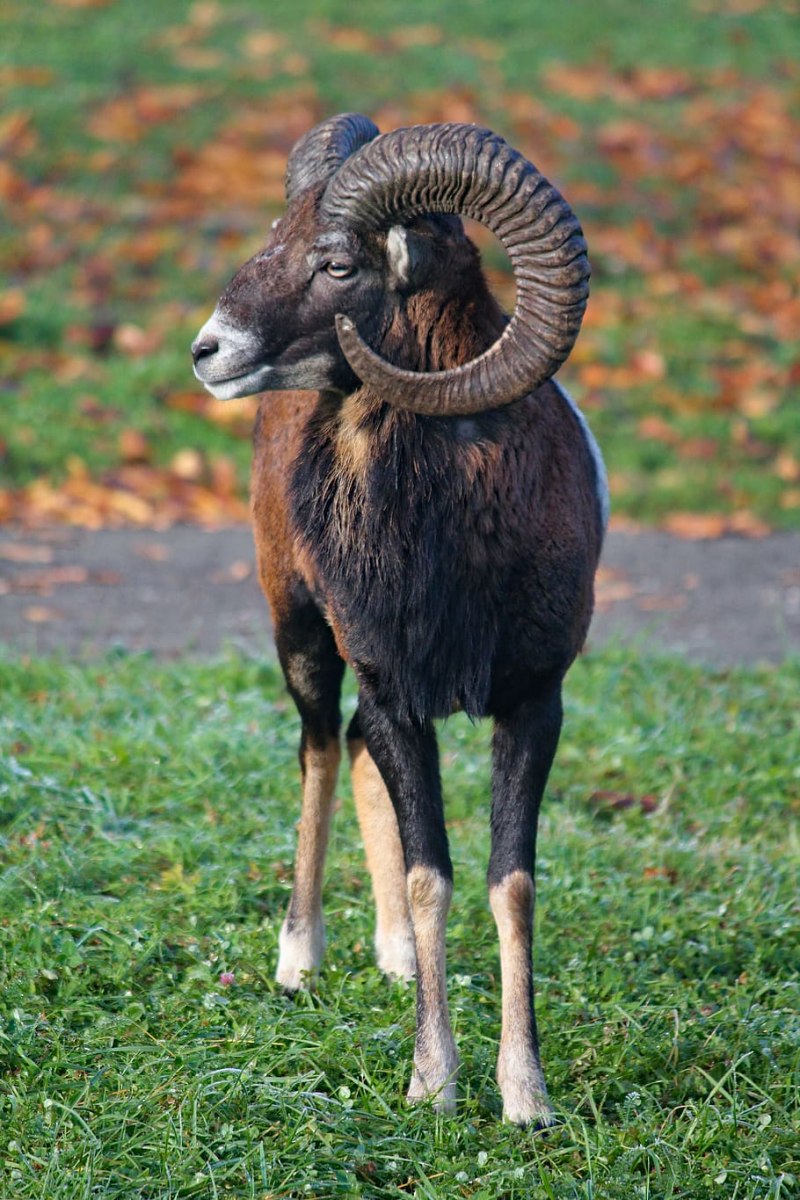 Корсиканский муфлон