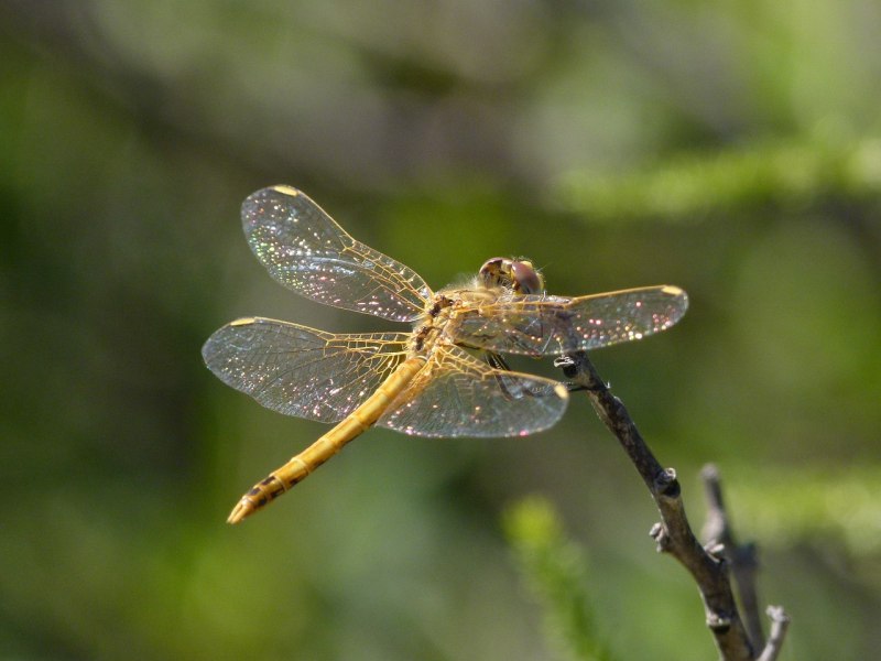 Стрекоза Sympetrum