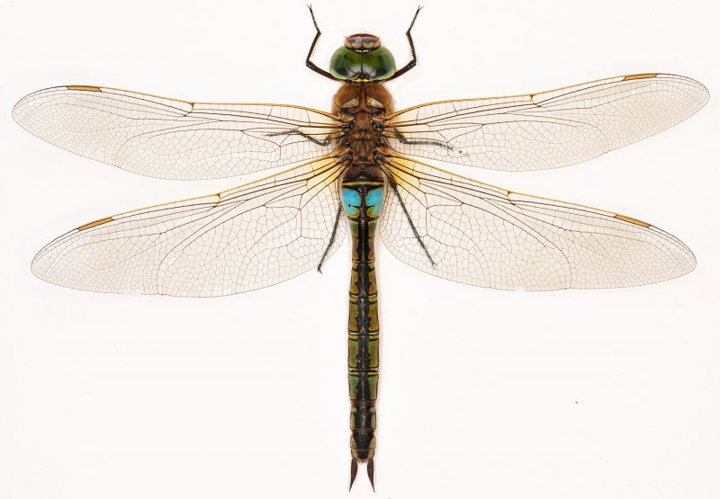 Anax Parthenope (Selys, 1839) - Стрекозы.