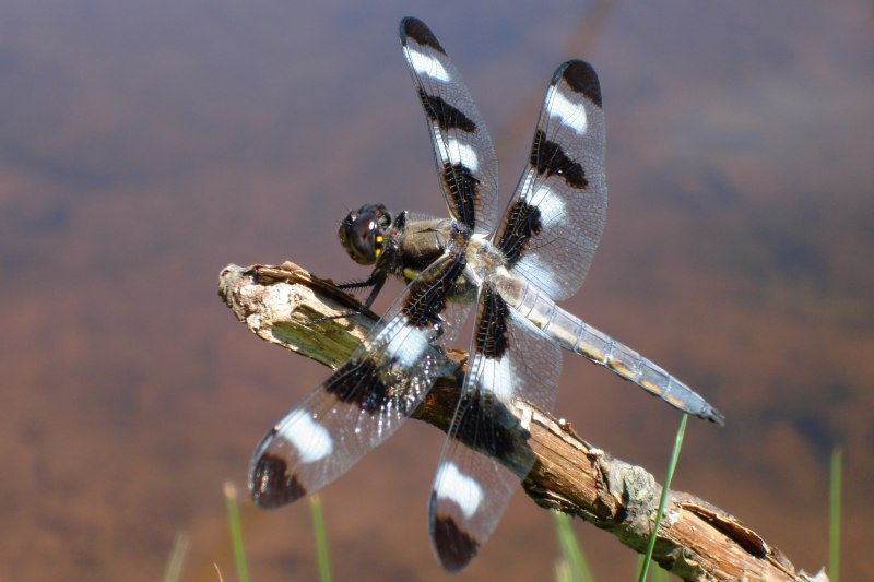 Разнокрылые Стрекозы (Anisoptera)