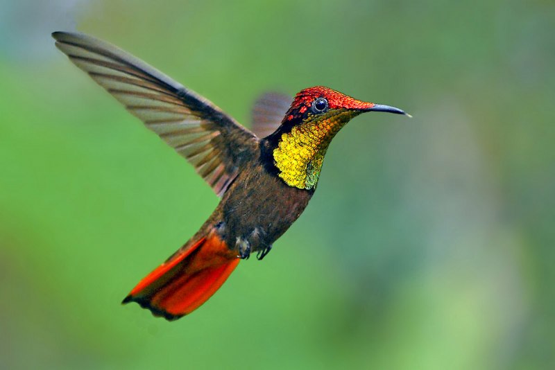 Рубиновый колибри (66 фото)