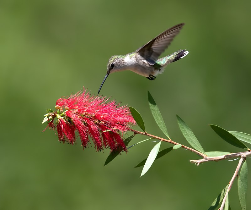 Colibri White