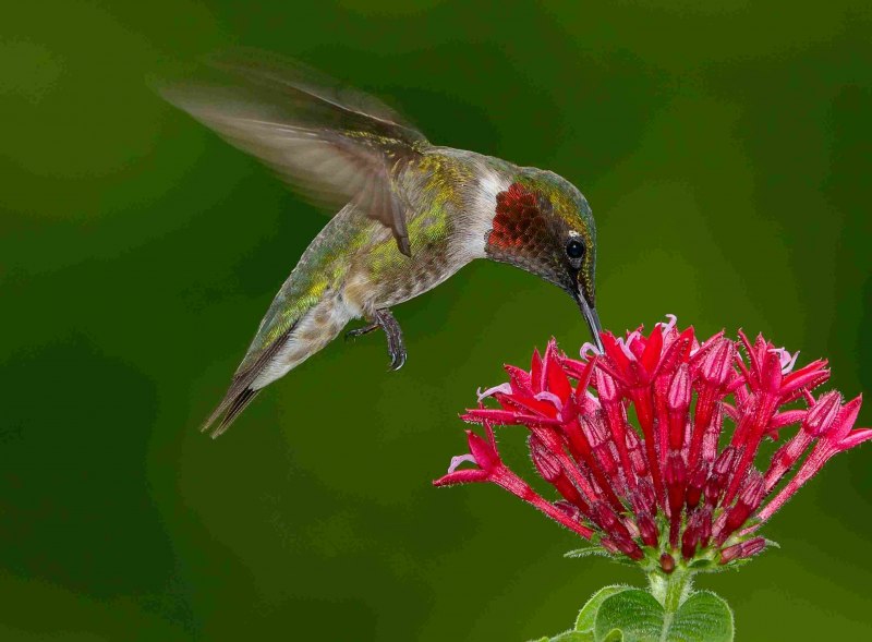 Idol Boueitai Hummingbird