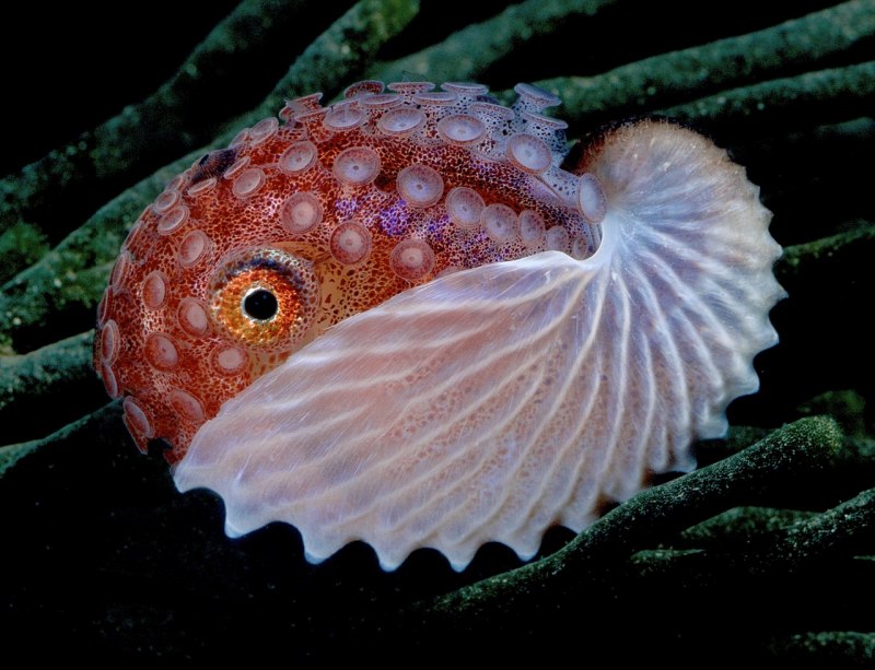Аргонавт моллюск (70 фото)