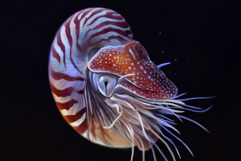 Биолюминесцентный осьминог / stauroteuthis syrtensis