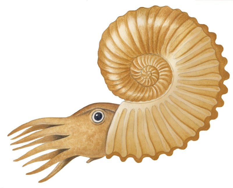Глубоководные Осьминоги Cirrina