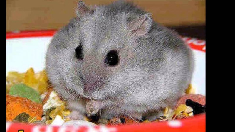 Джунгарский хомячок толстый