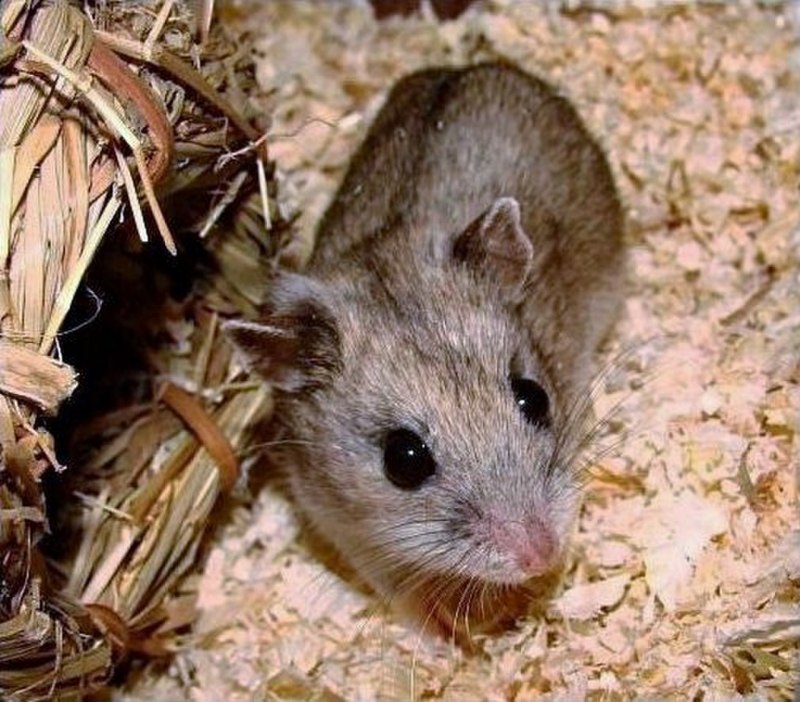 Cricetulus griseus