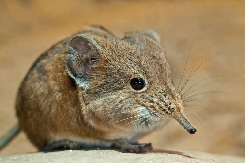 Мышь землеройка (68 фото)
