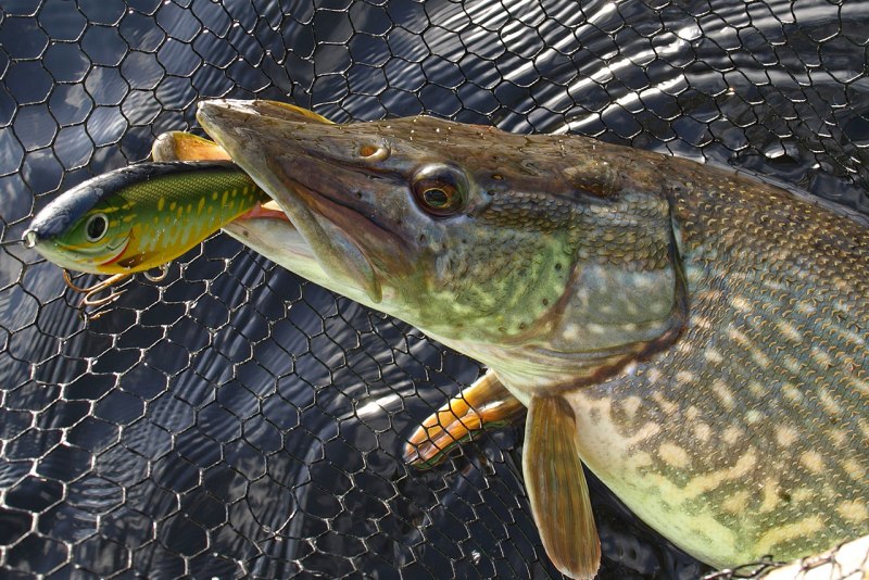 Esox Lucius — обыкновенная щука систематика