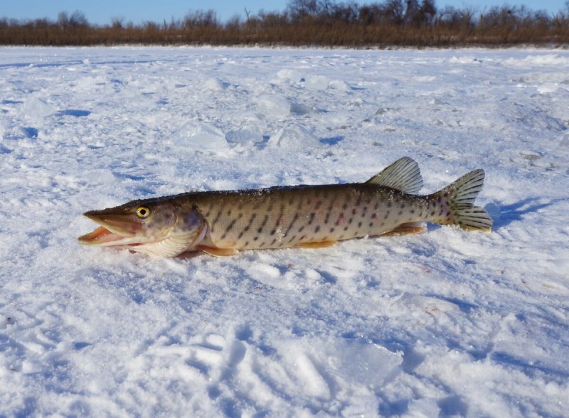 Вид обыкновенная щука - Esox Lucius