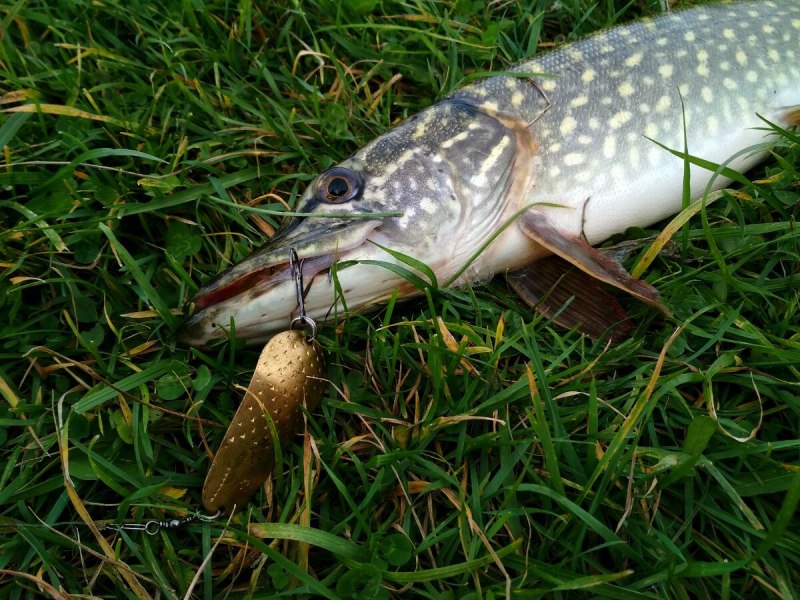 Вид обыкновенная щука - Esox Lucius