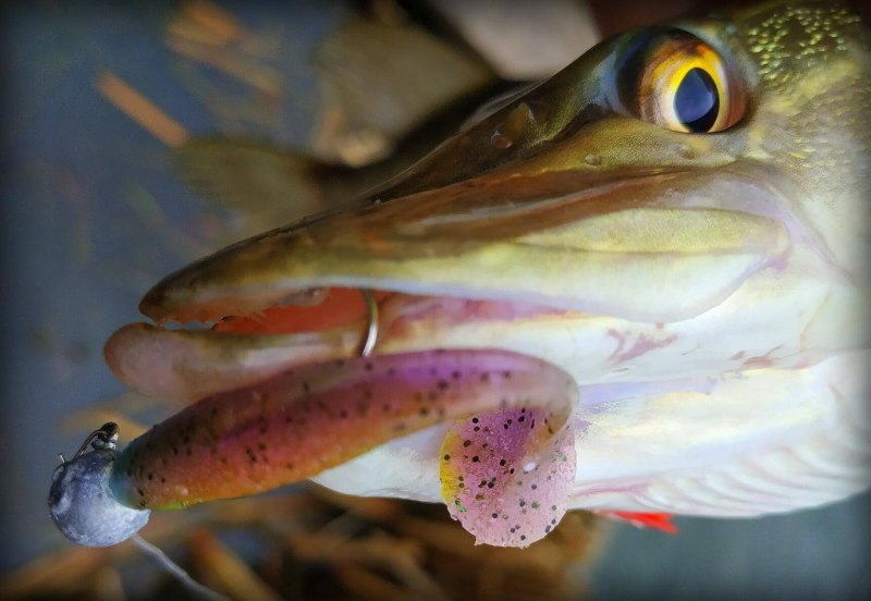 Обыкновенная щука (Esox Lucius)