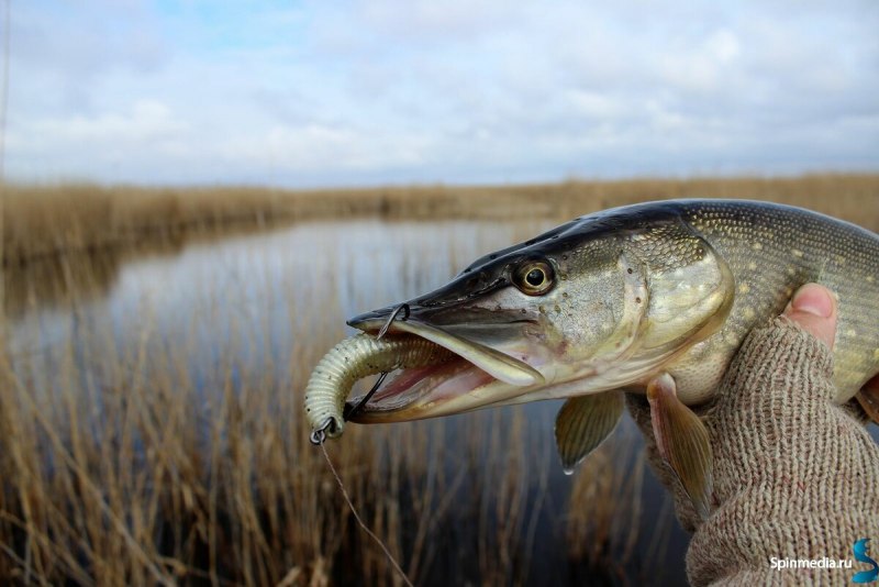 Вид обыкновенная щука - Esox Lucius