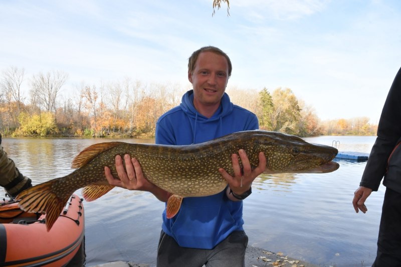 Рыба щука Esox Lucius