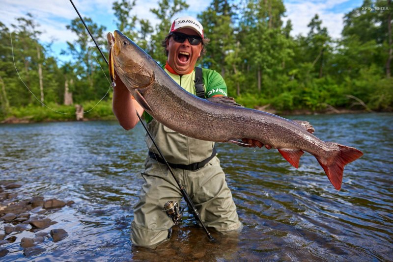 Вид обыкновенная щука - Esox Lucius