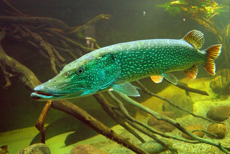 Вид обыкновенная щука - Esox Lucius