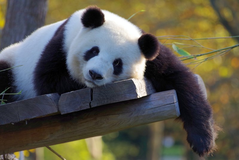 Китайская панда (68 фото)