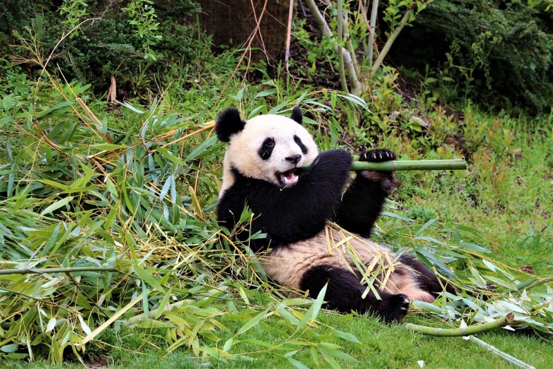Малая Панда (Ailurus Fulgens