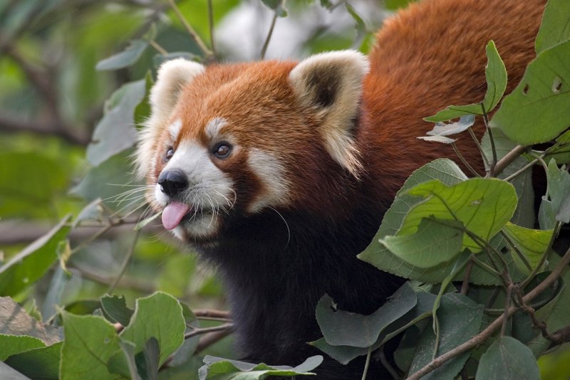 Giant Pandas