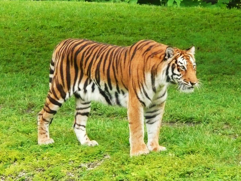Краснокнижный тигр Амурский