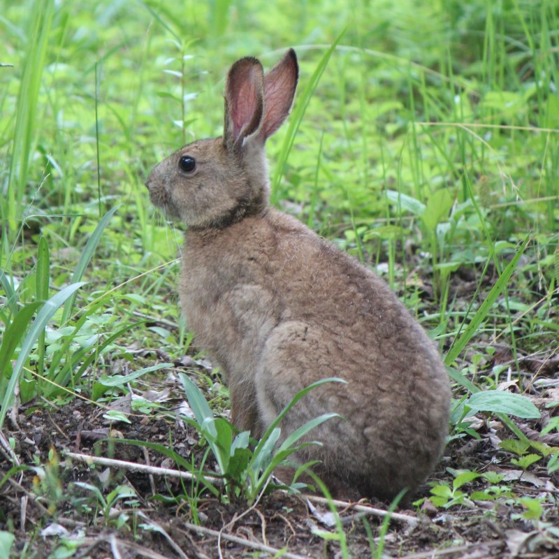 Lepus sinensis