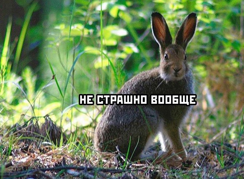Кустарниковый заяц