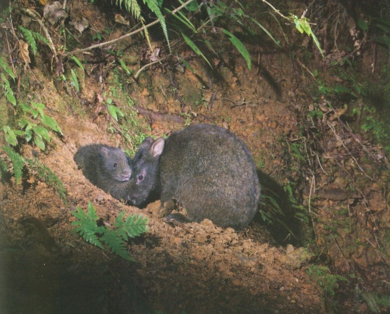 Pentalagus furnessi
