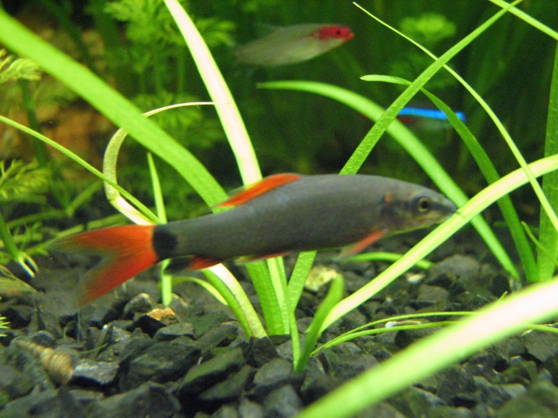 Хаплохромис Найерери Haplochromis nyererei