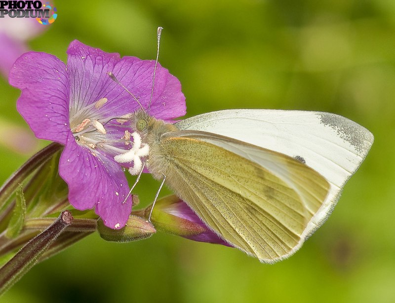 Aurinia uechtritziana