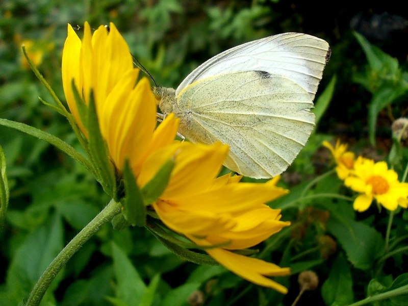 Белянка капустная или капустница - Pieris brassicae