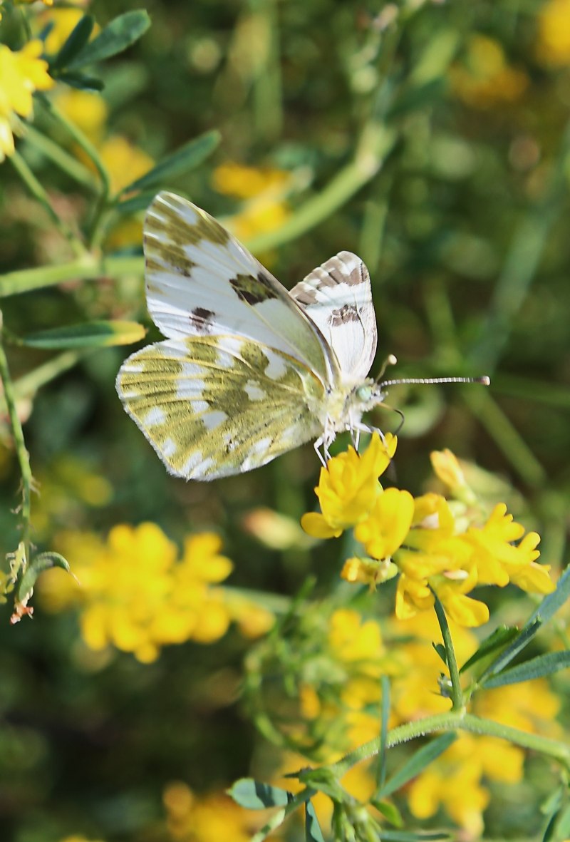 Белянка Альпийская (Pontia Callidice)
