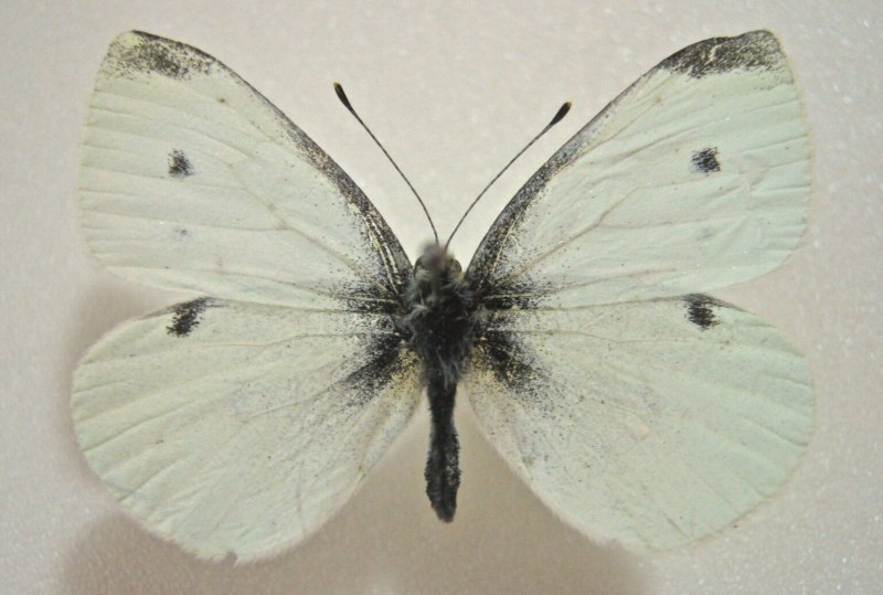 Leptosia alcesta