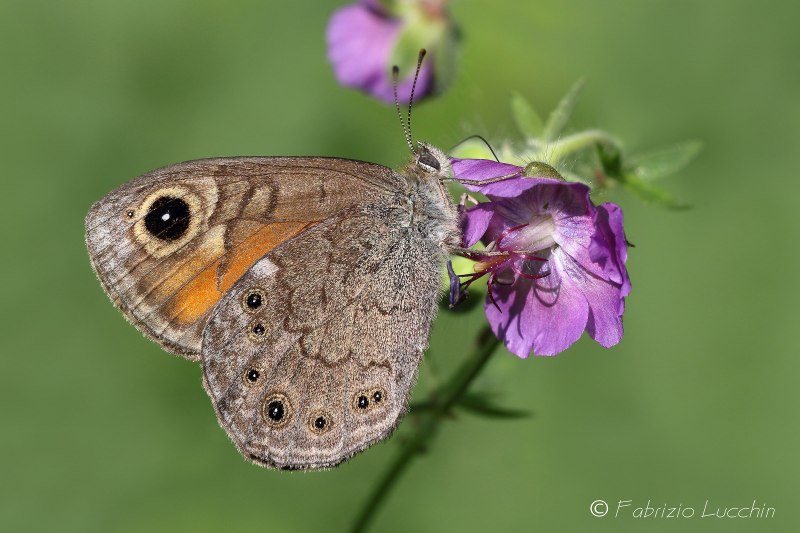 Pieris Philyra