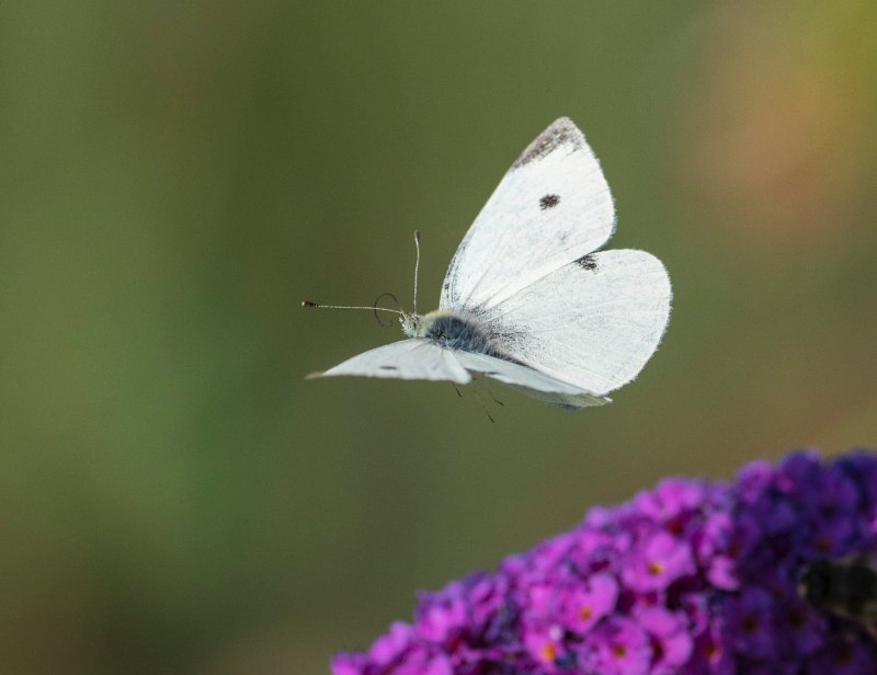 Colotis Eucharis