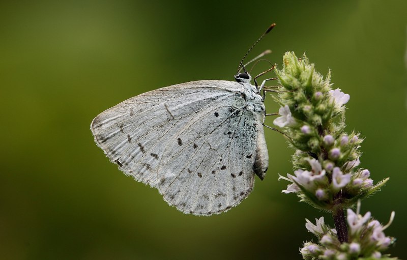 Белянка Репная – Pieris rapae (Linnaeus, 1758)