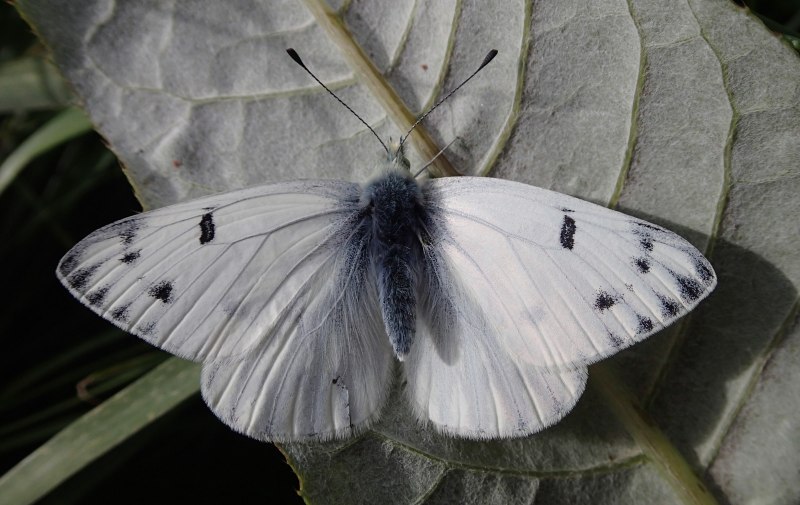 Pieris brassicae куколка