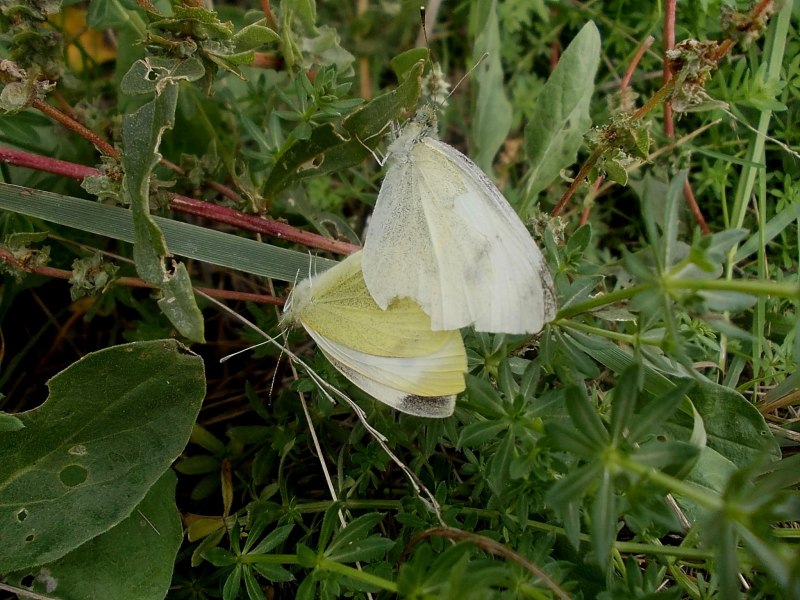 Gonepteryx rhamni лимонница