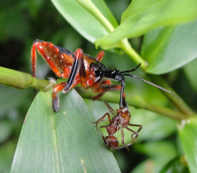 REVISIA of Reduviidae